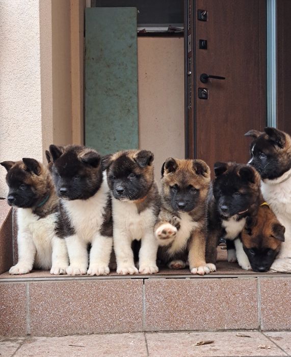 Американська акіта КСУ — хлопчики і дівчатка 2