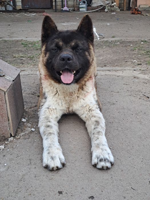 Американська акіта КСУ — хлопчики і дівчатка 3