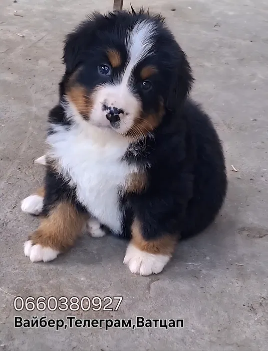 Бернські зенненхунди — швейцарська пастушья вівчарка