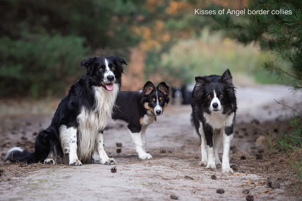 Бордер колі — розплідник, цуценята