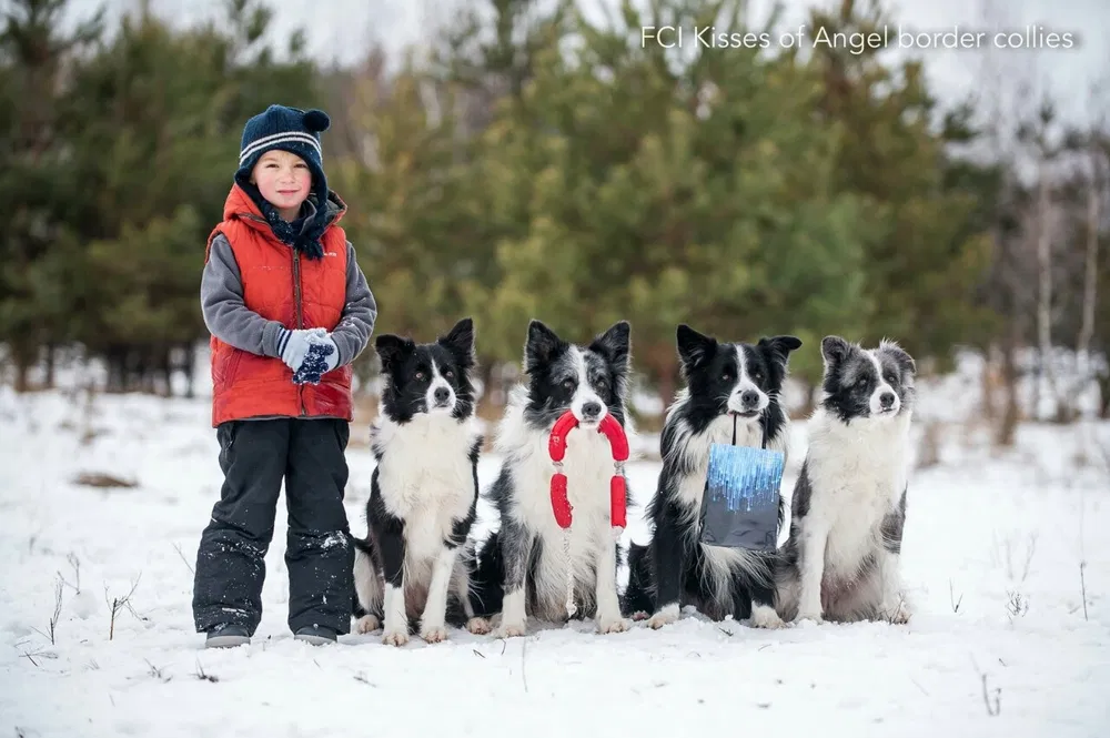 Бордер колі — розплідник, цуценята 2