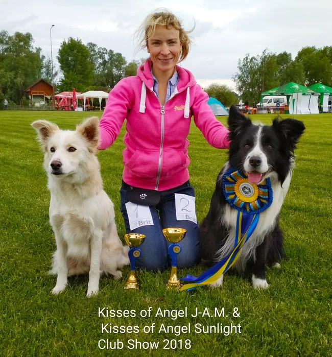 Бордер колі — розплідник, цуценята 5