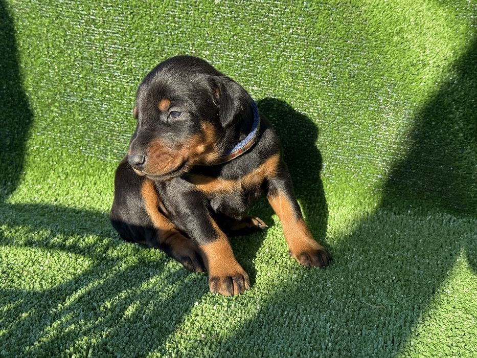 Бронь цуценят доберманів, батько — Чемпіон України