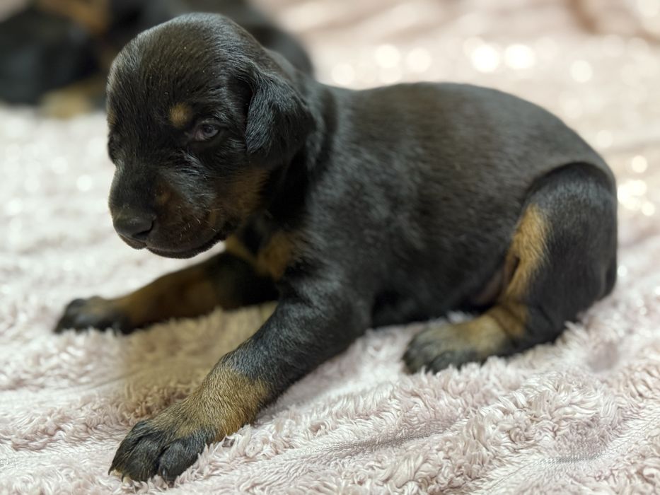 Бронь цуценят доберманів, батько — Чемпіон України 2