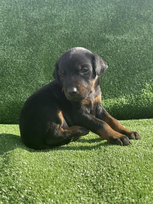 Бронь цуценят доберманів, батько — Чемпіон України 3