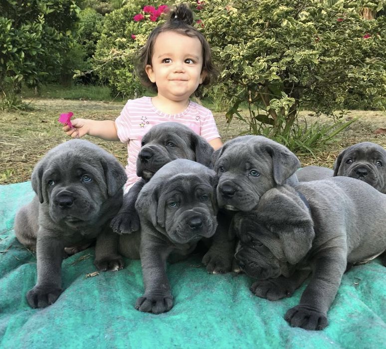 Цуценята Cane Corso Italiano