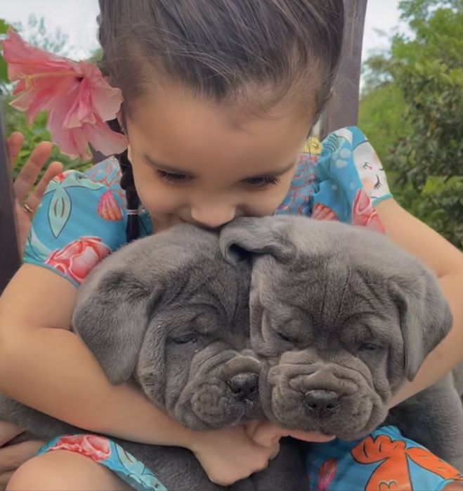 Цуценята Cane Corso Italiano 3