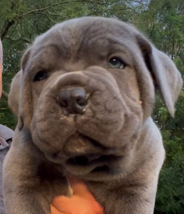 Цуценята Cane Corso Italiano 4