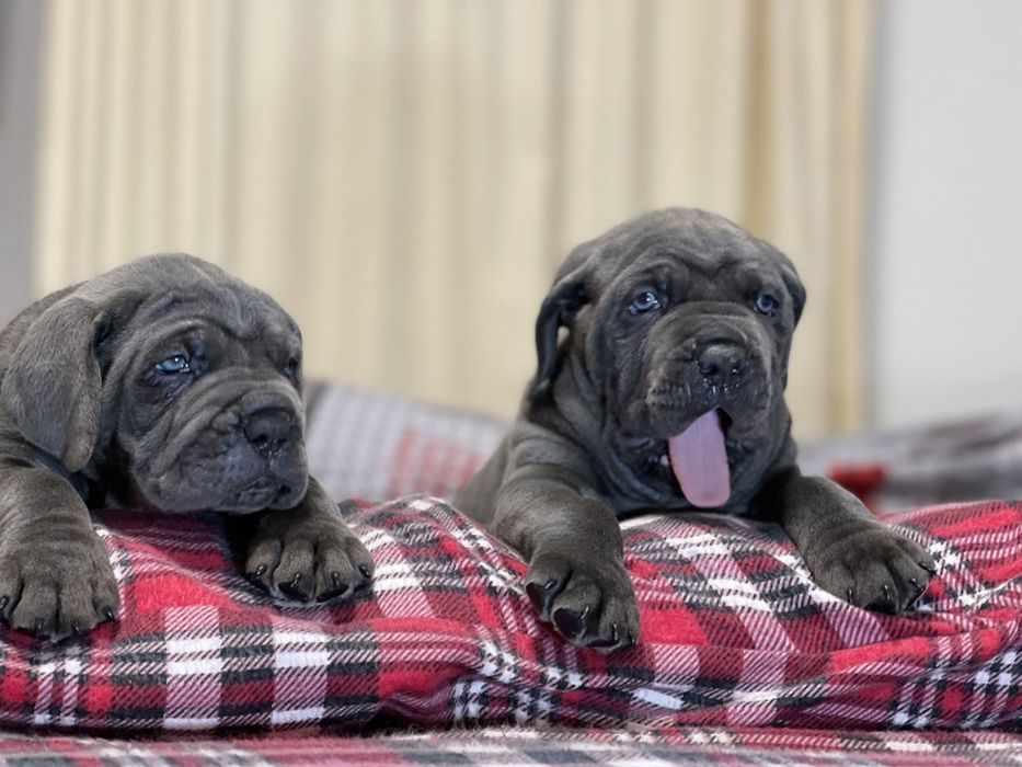 Цуценята Cane Corso Italiano 5