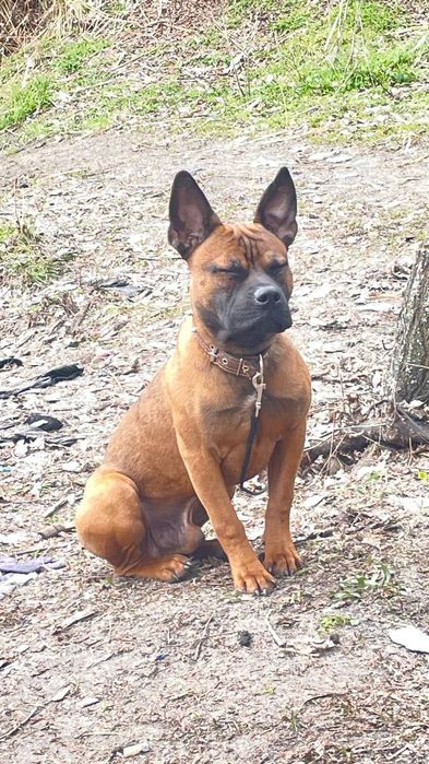 Цуценя Китайської Чунцинської собаки