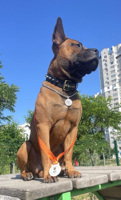 Цуценя Китайської Чунцинської собаки 3