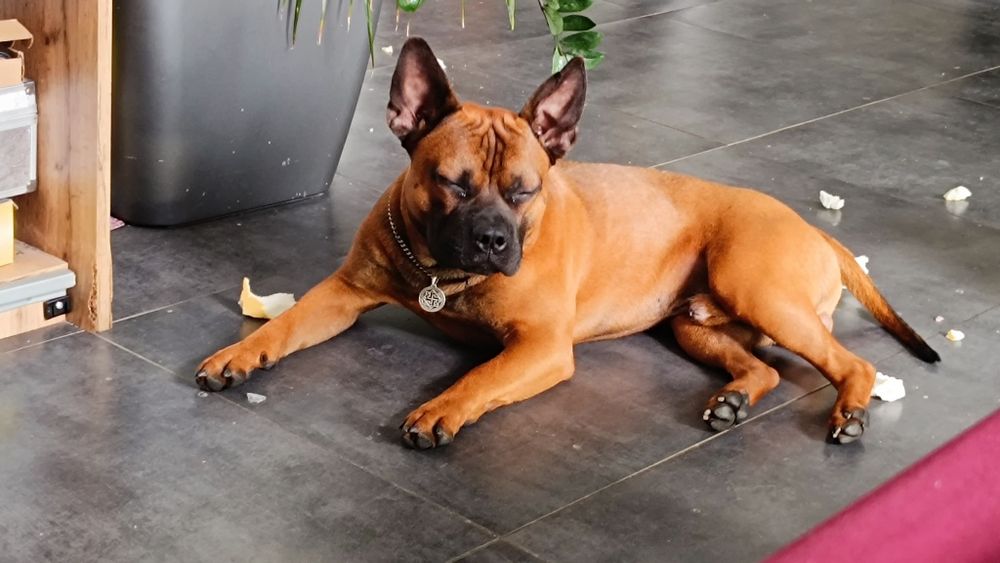 Цуценя Китайської Чунцинської собаки 4