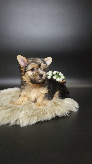 Гарний хлопчик йоркширського тер'єра