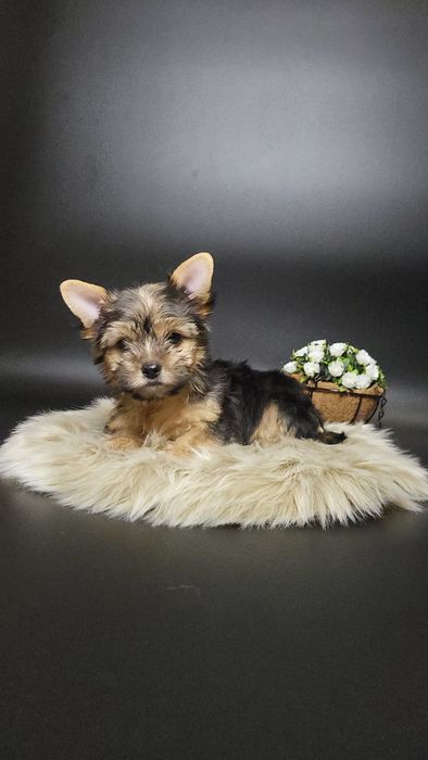 Гарний хлопчик йоркширського тер'єра 2