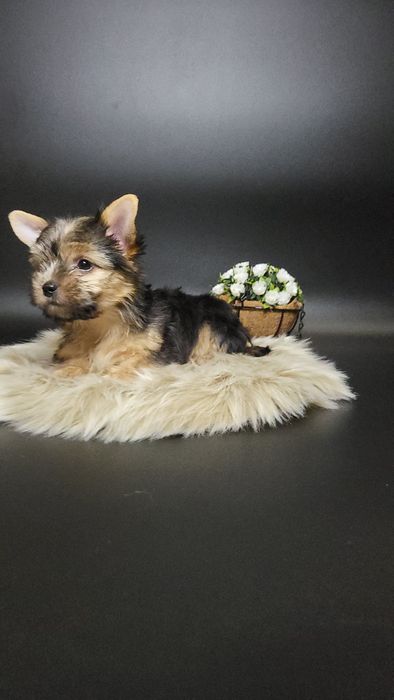 Гарний хлопчик йоркширського тер'єра 4