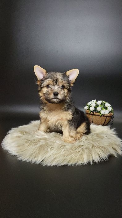 Гарний хлопчик йоркширського тер'єра 5