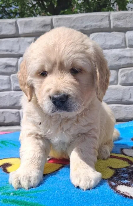 Golden retriever, золотистий ретривер