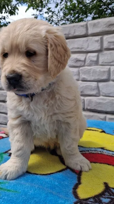 Golden retriever, золотистий ретривер 3