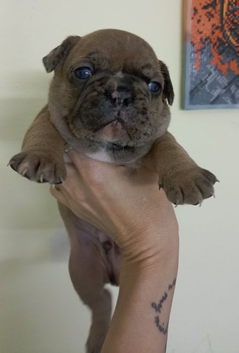 Хлопчик французького бульдога