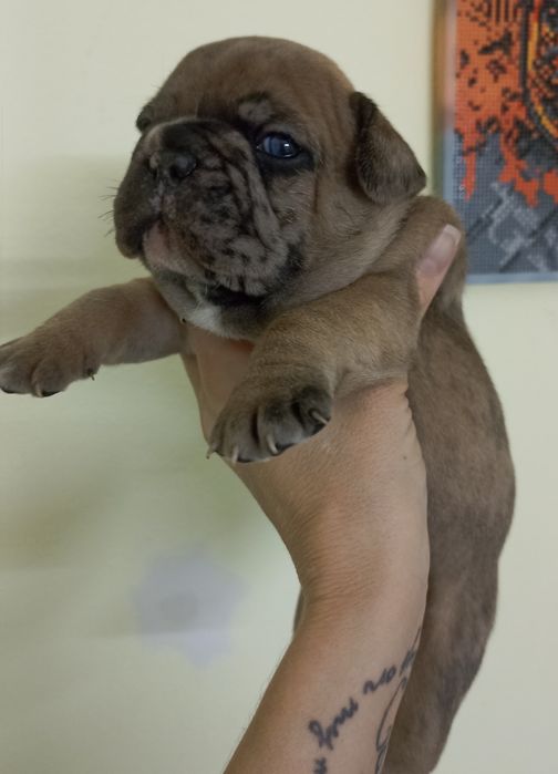 Хлопчик французького бульдога 2