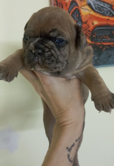 Хлопчик французького бульдога 4
