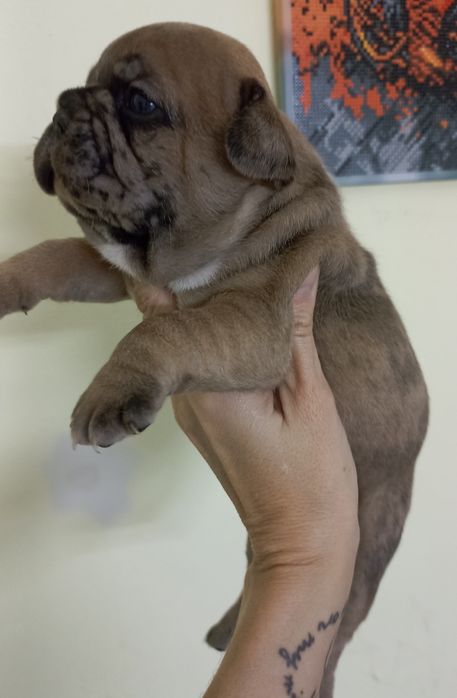 Хлопчик французького бульдога 5