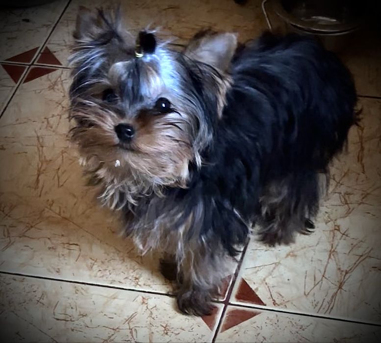 Хлопчик міні йоркширського тер'єра