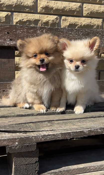 Хлопчики померанського шпіца