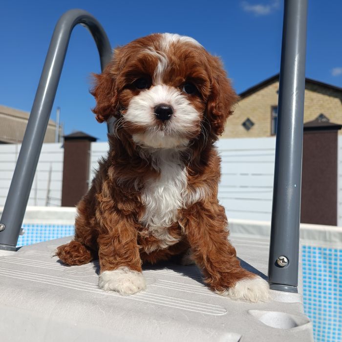 Ексклюзивна дівчинка кавапу, Київ