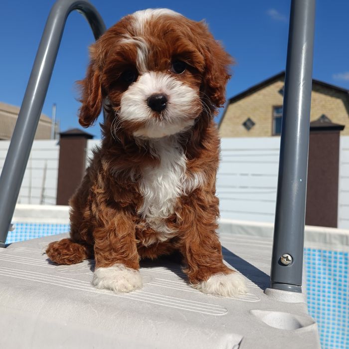 Ексклюзивна дівчинка кавапу, Київ 4