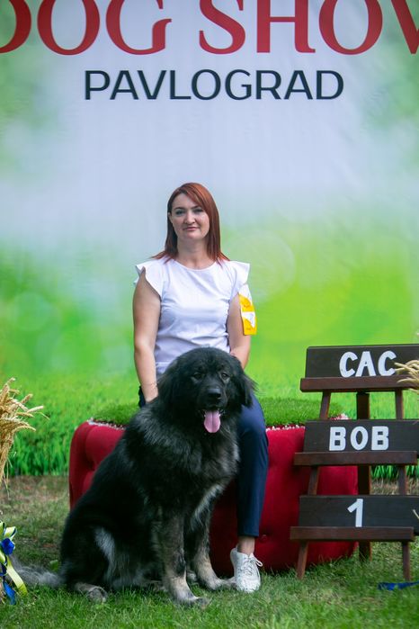 Кавказька вівчарка КСУ — кобель для в'язки