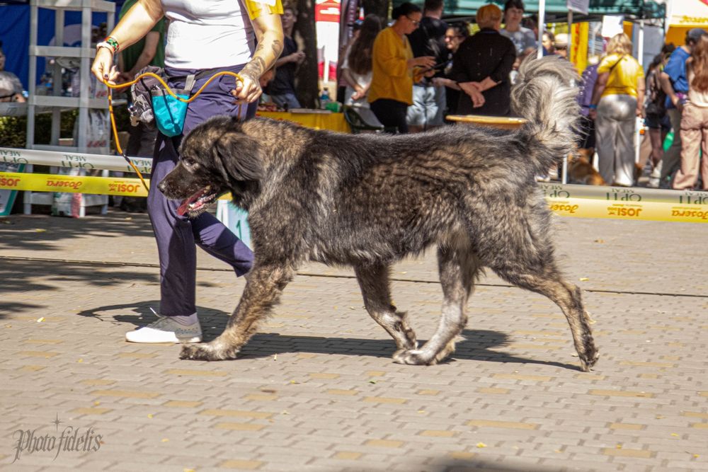 Кавказька вівчарка КСУ — кобель для в'язки 2
