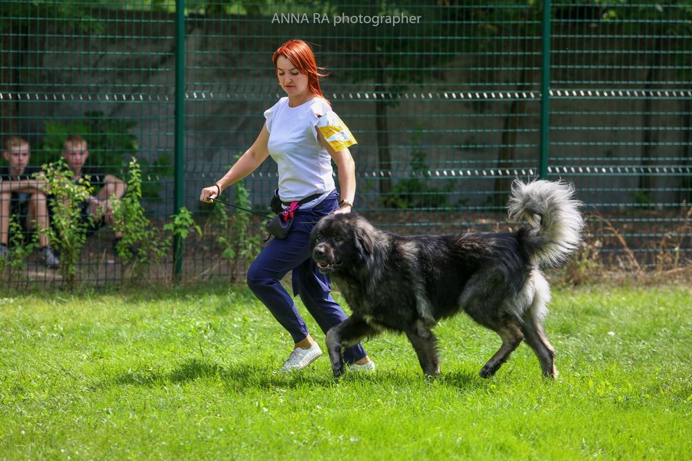 Кавказька вівчарка КСУ — кобель для в'язки 3