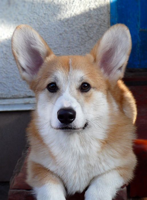 Кобель, цуценя коргі