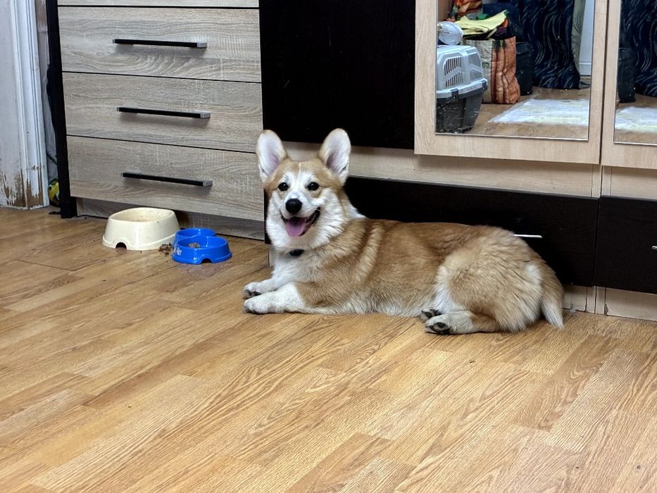 Кобель, цуценя коргі 4