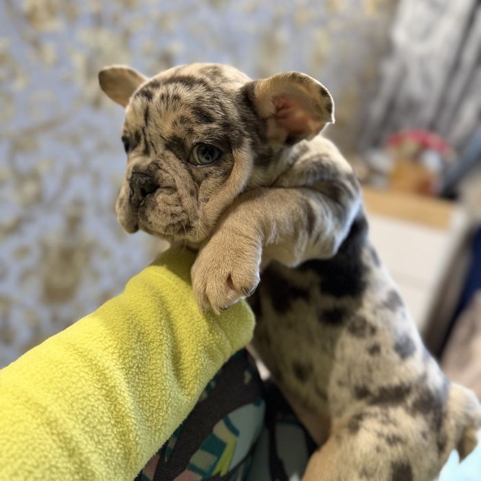 Красиві цуценята французького бульдога