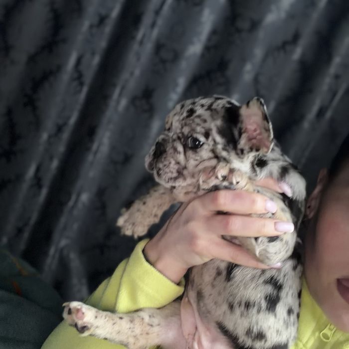 Красиві цуценята французького бульдога 2