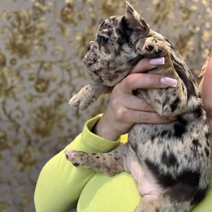 Красиві цуценята французького бульдога 3