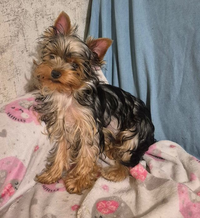 Красуня йоркширського тер'єра — готова до переїзду 2