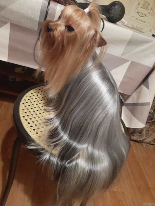 Красуня йоркширського тер'єра — готова до переїзду 3