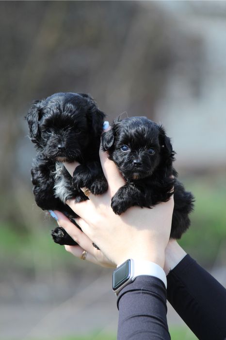 Мальтіпу чорні та чорно-білі