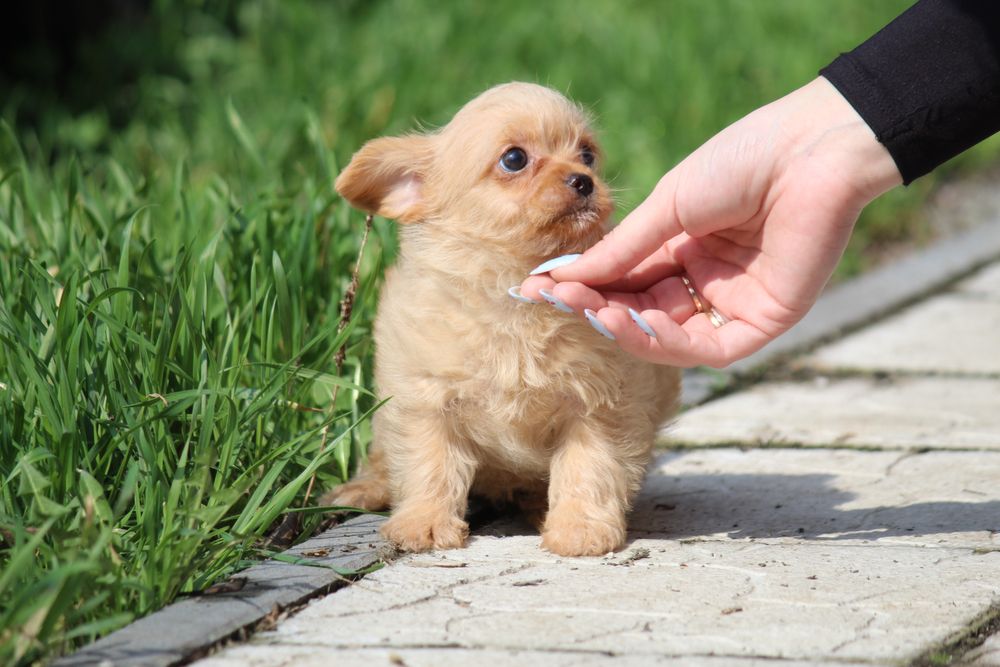 Мальтіпу чорні та чорно-білі 2