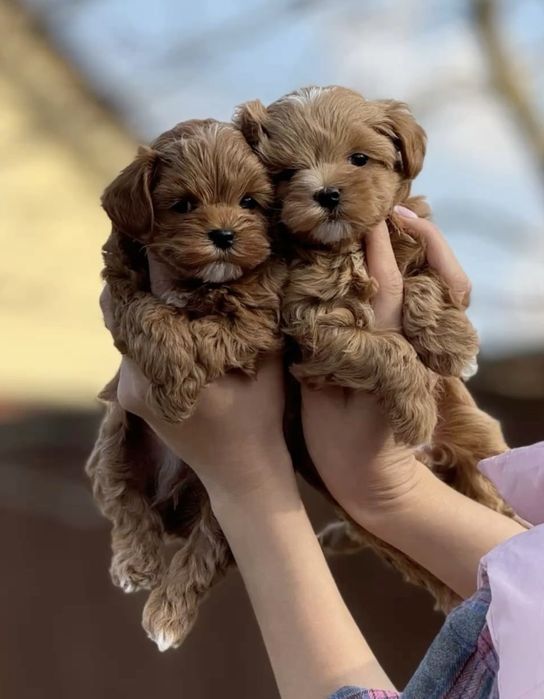 Крихітки мальтіпу F1 caramel