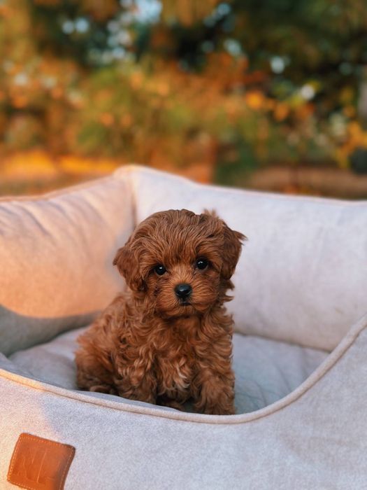 Крихітки мальтіпу F1 caramel 3