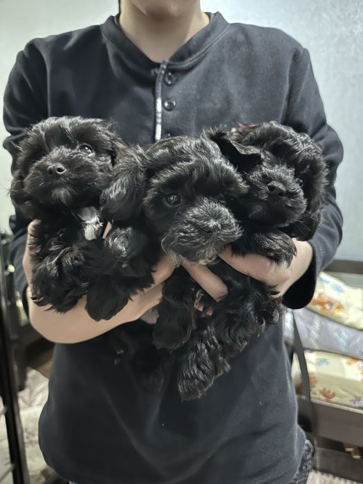 Цуценята мальтіпу F1 Кривий Ріг