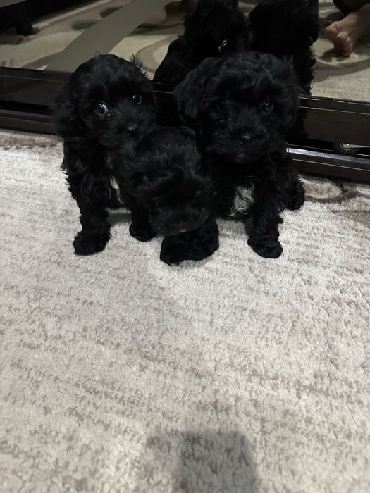 Цуценята мальтіпу F1 Кривий Ріг 5