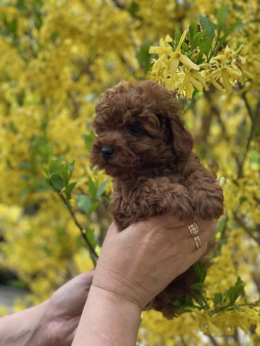 Мальтіпу ф1 той пудель Київ 3