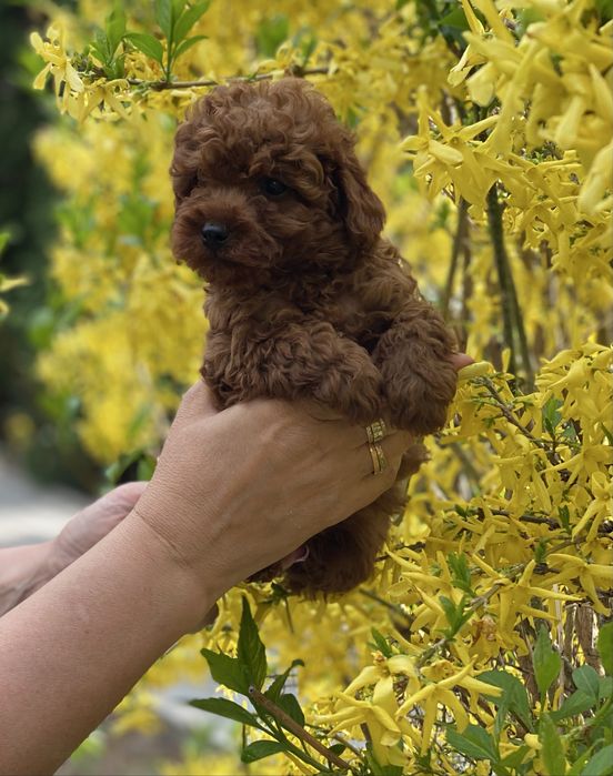 Мальтіпу ф1 той пудель Київ 4