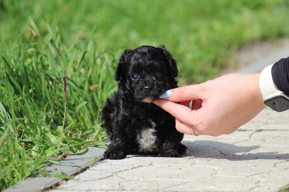 Мальтіпу — хлопчики і дівчатка, різні кольори