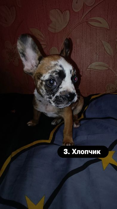 Неймовірні цуценята французького бульдога — 2 місяці 4